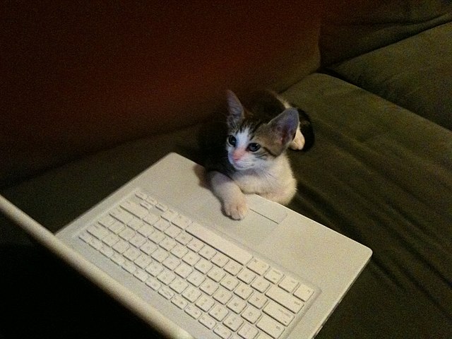 data entry kitten 1